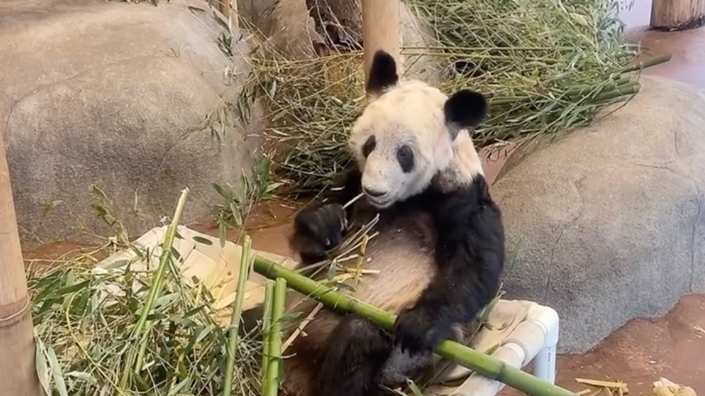 丫丫和萌兰最新视频，熊猫界的超级巨星