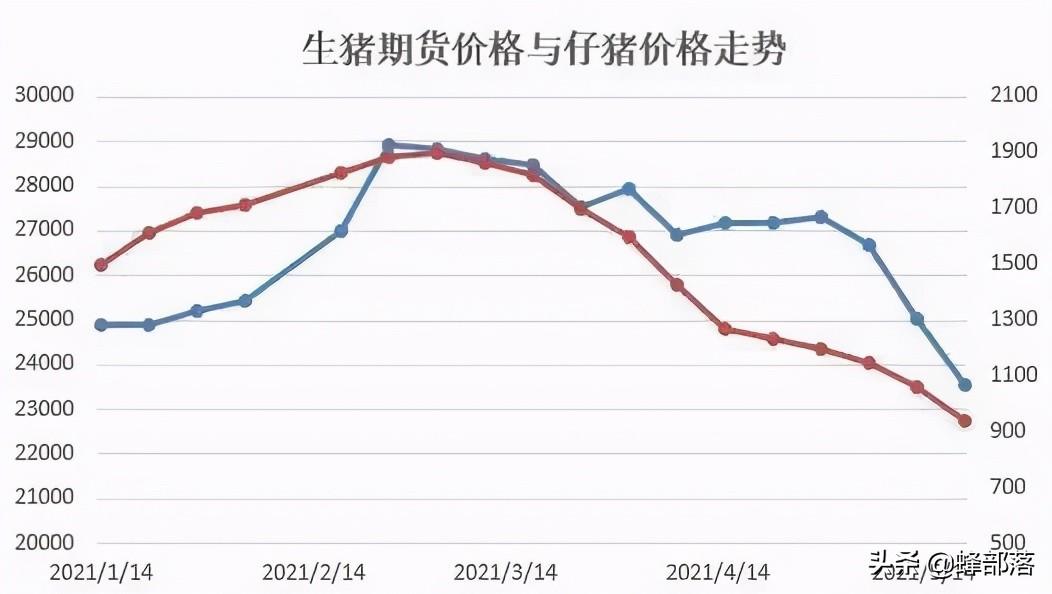 最新猪价格表，明天的市场动态与趋势分析